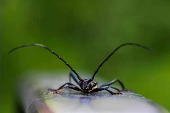 Das Bild zeigt einen Bockkäfer aus der Nähe, der auf einer dunklen, leicht rauen Oberfläche sitzt. Der Käfer ist scharf fokussiert, während der Hintergrund unscharf ist und eine grüne Farbe aufweist.  Die langen Fühler des Käfers sind deutlich sichtbar und ragen nach oben und zur Seite.