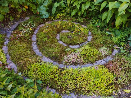 A close view of a garden. The lay-out was done with bricks laid in a spiral pattern, embedded in the ground. In between, mosses grow, but bigger brightly colored sedums take over their space. They range from lime green to purplish pinks. In the background, larger plants frame the spiral.