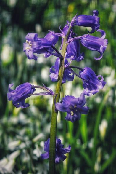 A close-up, vertical shot of vibrant purple bluebells blooming on a single green stalk, with a soft, blurred background of green foliage and hints of white flowers, suggesting a woodland or garden setting. The lighting highlights the delicate texture of the petals.