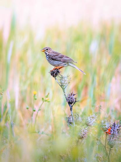 𝗣𝗶𝗰𝘁𝘂𝗿𝗲 𝗗𝗲𝘀𝗰𝗿𝗶𝗽𝘁𝗶𝗼𝗻 (𝗘𝗻𝗴): A corn bunting perched on a dried jimsonweed (𝐷𝑎𝑡𝑢𝑟𝑎 𝑠𝑡𝑟𝑎𝑚𝑜𝑛𝑖𝑢𝑚) full of fruit. It stands out against a background of green cereals, still weeks away from harvest, dotted with chamomile and poppies flowers.

𝗗𝗲𝘀𝗰𝗿𝗶𝗽𝗰𝗶𝗼́𝗻 (𝗘𝘀𝗽): Escribano Triguero posado sobre una planta seca de estramonio (𝐷𝑎𝑡𝑢𝑟𝑎 𝑠𝑡𝑟𝑎𝑚𝑜𝑛𝑖𝑢𝑚) llena de frutos. Destaca sobre un entorno de cereal verde que aún no tiene espigas, con algunas plantas dispersas de manzanilla y amapola.