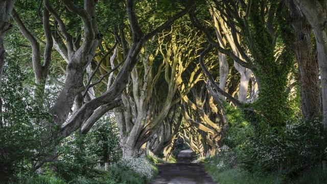 20-tunnels-d-arbres-magiques-the-dark-hedges-irlande-1