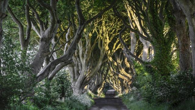 20-tunnels-d-arbres-magiques-the-dark-hedges-irlande-1