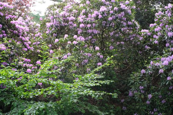 Rhododendron shrubs with purple flowers.