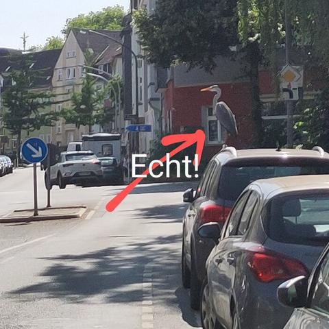 Straße mit parkenden Autos mitten in der Stadt, auf einem Auto sitzt ein Graureiher.