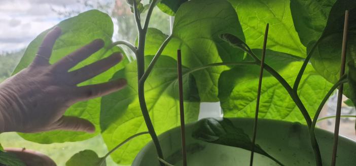 En bild på enorma aubergineblad med en hand som referens mot ett av bladen, där bladet är större än handen.