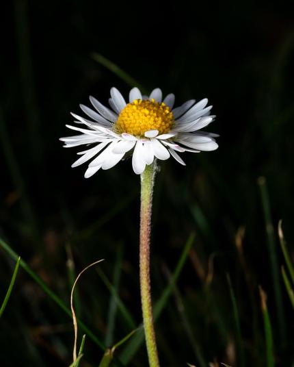 Very simple single flower. Long green stalk. White petals and yellow center. Looking straight up. Generic, simple, almost boring, but beautiful.
