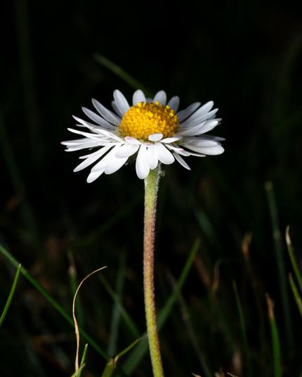 Very simple single flower. Long green stalk. White petals and yellow center. Looking straight up. Generic, simple, almost boring, but beautiful.