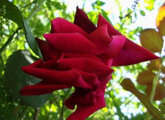 Rose rouge prête à se laisser tomber... photo Cathy Garcia Canalès