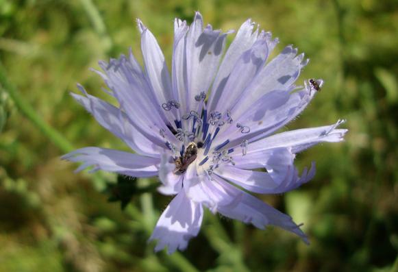 Fleur de chicorée sauvage, photo Cathy Garcia Canalès