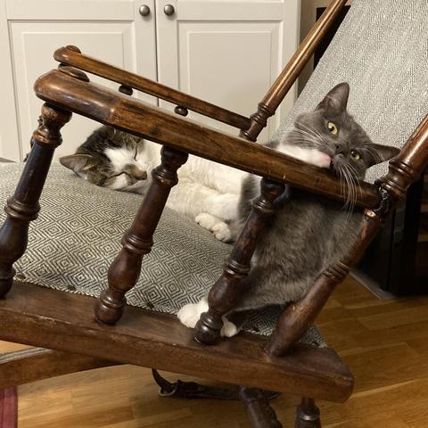 Two cats are lounging on an upholstered wooden rocking chair. The larger mostly-white mackeral tabby is curled up on the seat with his sleepy head visible as seen from between the spindles of the armrest. A smol grey cat with white chin and paws is leaning against the back of the chair and has rested her chin on the armrest at an awkward angle. She's doing a 10k metre stare off to the right with her yellow eyes.