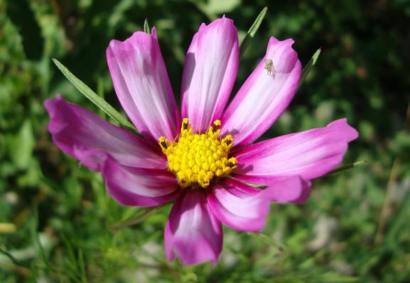 Cosmos, fleur