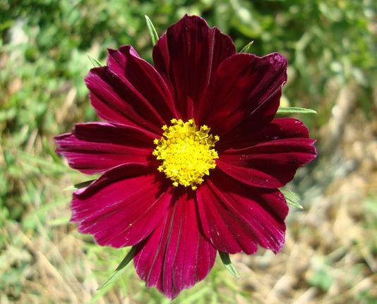 Cosmos, fleur