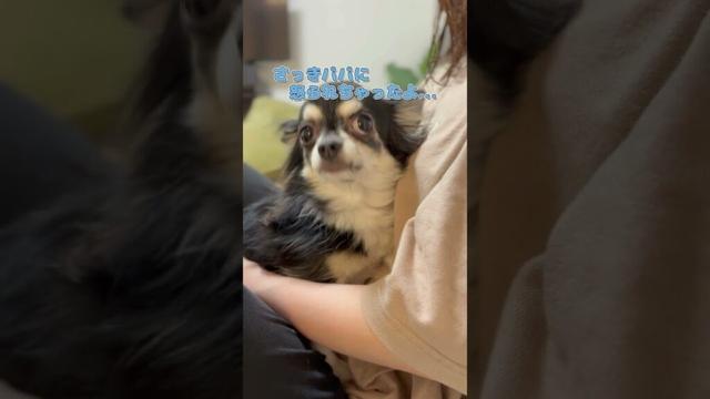 怒られて気にしている愛犬が愛おしすぎました♪　#チワワ　#chihuahuafanclub #わんこがいる生活 #dog #小型犬との生活