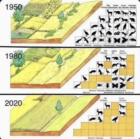 Drei Zeichnungen Rückgang der Artenvielfalt durch moderne Agrarwirtschaft im Vergleich 1950 1980 2020