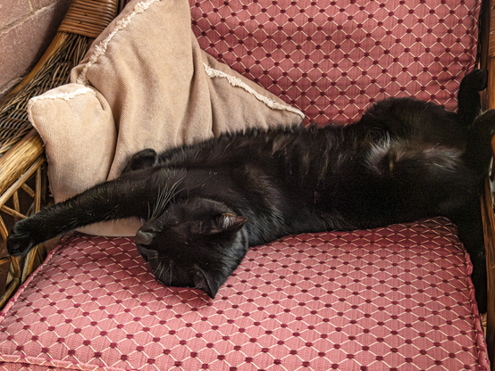A black cat is dozing on a pink patterned, cane framed chair,  & leaning against a beige cushion.  He is lying in his favourite position - on his back with his paws stretched out.  He has rolled slightly, so that he is supported by the cushion behind.   He is quite happy for us to come and tickle his tummy.