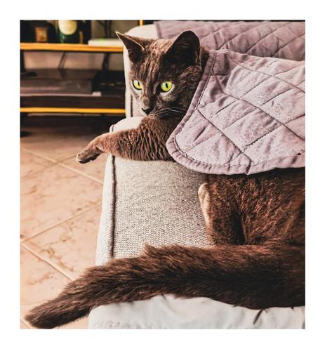 The photo is of Romeo - a brownish/black cat who is partially covered by a mauve quilted blanket, lounging on a light gray couch. His tale is closest to us and his head is furthest away. His eyes are a striking yellow-green, and his gaze is directed slightly to the left. The background is blurry but shows a portion of a living room with furniture and a shelf.