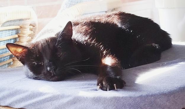 Foto der schwarzen Katze Mimmi, die ermattet auf der Fensterbank liegt. Sie hat die Augen halb geschlossen und das linke Vorderpfötchen ausgestreckt.