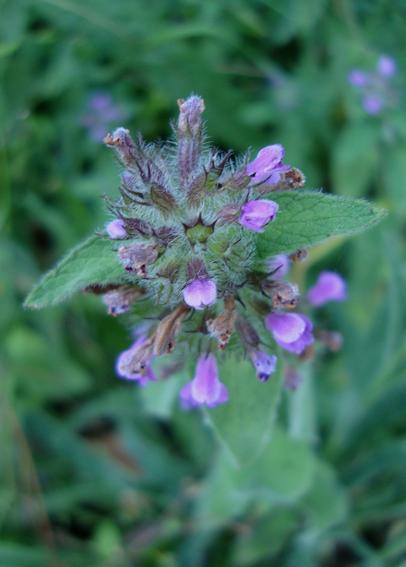 Calament clinopode, plante sauvage médicinale