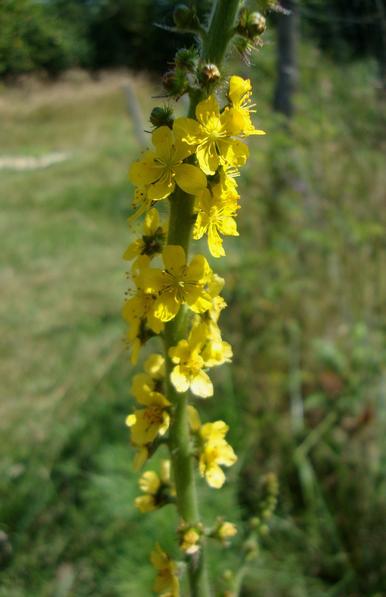 Aigremoine eupatoire, plante sauvage médicinale