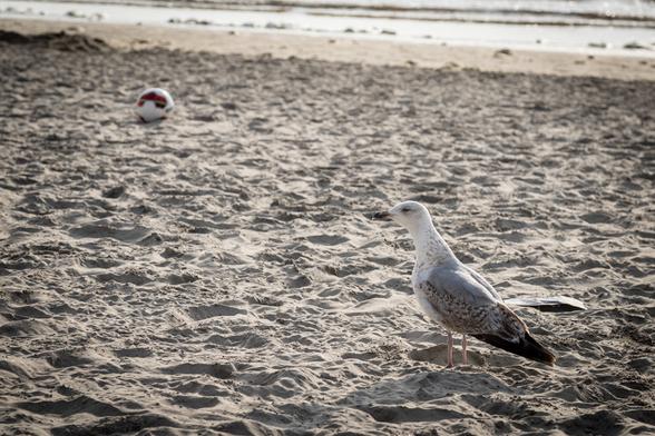 Een zilvermeeuw op het strand van Zandvoort. Dit is een jong exemplaar, te herkennen aan de witbruine kleur en de donkere snavel.
De zilvermeeuw staat rechtsonder in het zand. linksboven ligt een bal met geblokt opdruk in het zand, en in de verte is de vloedlijn van de Noordzee te zien.