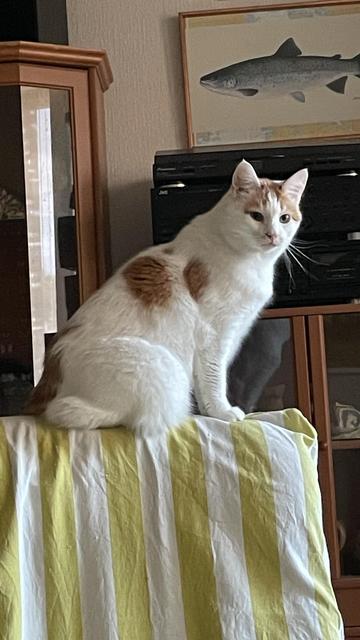 Valko-ruskea kissa istuu tuolin selkänojalla ja katsoo kameraan