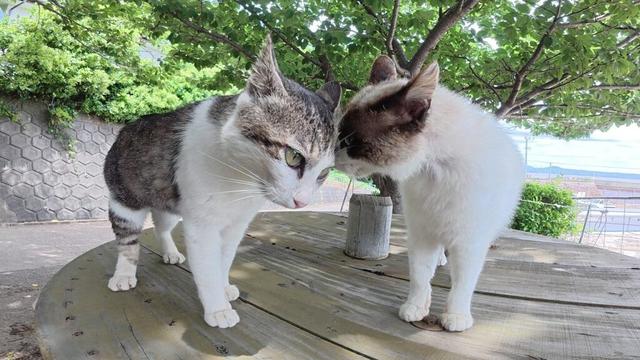 シャム猫とキジシロ猫の喧嘩を仲裁したら海辺の休憩所に平和が訪れた