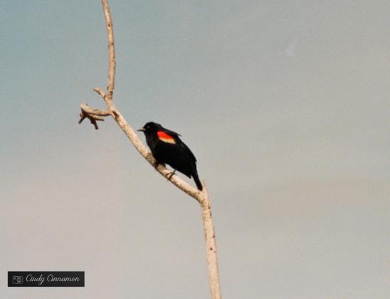 Magnifique oiseau sur une branche. Photographie par Cindy Cinnamon