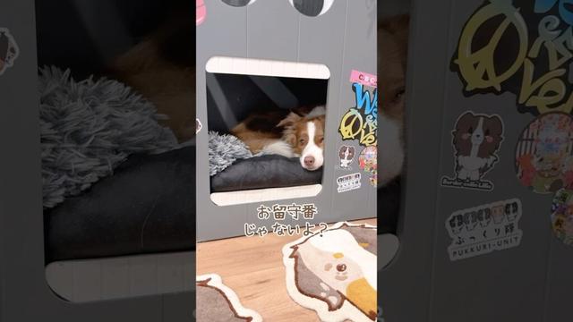 お留守番だと勘違いしちゃった犬にお出かけと伝えたら可愛いすぎた🥺【ボーダーコリー】#shorts