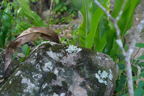 A moss and lichen covered rock.