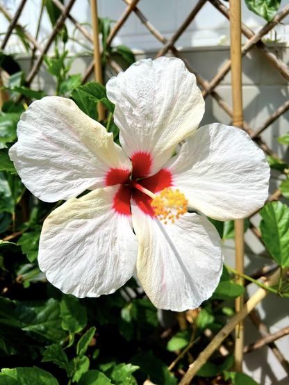About a month ago, I shared a picture of the first white hibiscus blooming in the terrace parterre after a good few months in "hibernation". Well, well, well, it's now gone crazy! 😳 Multiple blossoms throughout the week, *every week*, of spectacular white flowers like the one in this snap shot with almost perfect round shapes and stunning shades of red right in the centre of the flower. So pretty 🌺😍👍🏻 

The wait was oooh so worth it! 🙌🏻🙌🏻