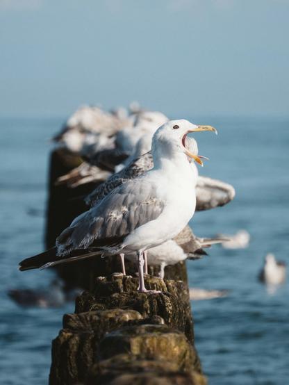 Die nachfolgende Bildbeschreibung gibt es nicht auf Deutsch, da der Bilddienst „Unsplash“, über dessen Schnittstelle die Daten automatisiert geladen werden, nur die englischsprachige Variante ausgibt. Außerdem schreiben die Fotograf*innen oft nur sehr kurze, einfach gehaltene ALT-Texte in die Metadaten: „a group of seagulls sitting on top of a wooden post“. Quelle: Krzysztof Kowalik / Unsplash