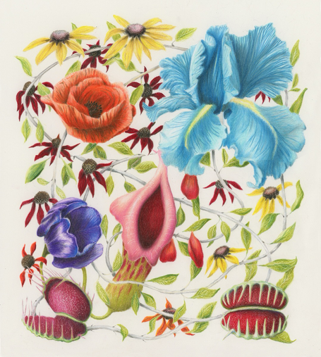 Color pencil drawing of flowers randomly arranged, tulip, carnivorous plants, blue iris, daisies