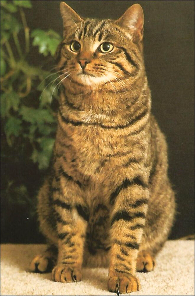 A stately grey tabby poses for the camera. He is looking to the left.