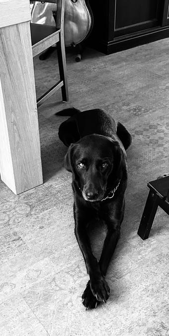 Dog wanting to go out