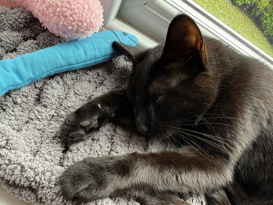 A black cat lying on a grey woollen bed with her front legs stretched out.
