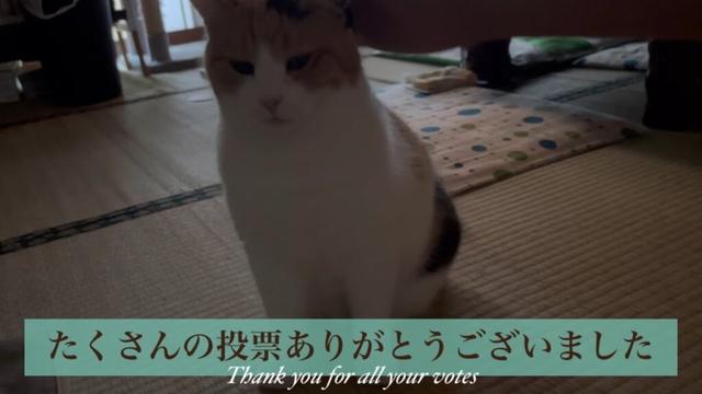 【三毛猫】推し猫グランプリ2025結果報告（2025年6月21日）
