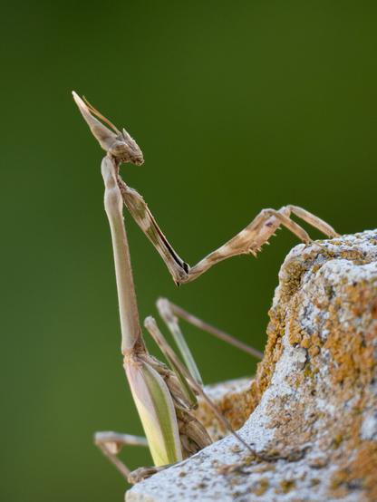 𝗣𝗶𝗰𝘁𝘂𝗿𝗲 𝗗𝗲𝘀𝗰𝗿𝗶𝗽𝘁𝗶𝗼𝗻 (𝗘𝗻𝗴): A mantis of the genus Empusa on a stone fence against a completely blurred green background. The insect rests all its limbs, including its raptorial forelegs, on the stone balustrade.

𝗗𝗲𝘀𝗰𝗿𝗶𝗽𝗰𝗶𝗼́𝗻 (𝗘𝘀𝗽): Una mantis del género Empusa en una cerca de piedra contra un fondo verde totalmente desenfocado. El insecto apoya todas sus patas, incluidas sus extremidades anteriores raptoriales, en la piedra de la balaustrada.