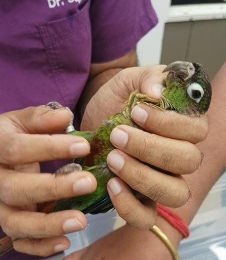 A green cheeked conure held in a human hand (at the vet) looking straight into the camera.