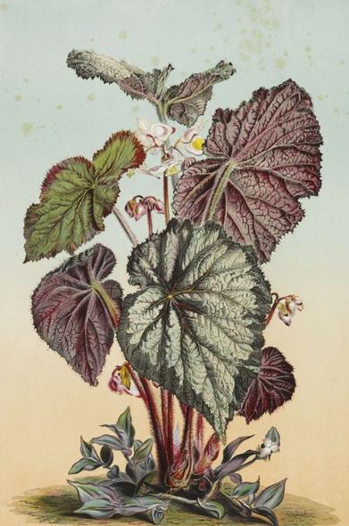 Begonia Rex by Adam Gatternicht, National Gallery of Canada (1868)