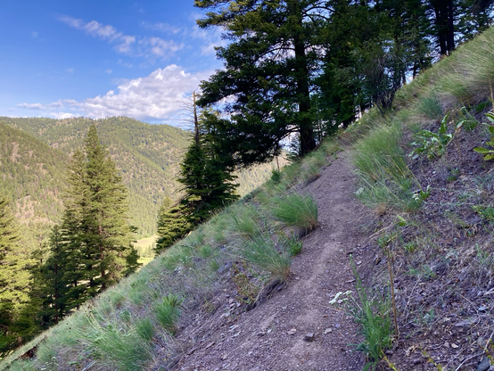 A narrow trail cuts across a steep, grassy slope to where a line of pine trees are waiting. The slope angles down to the left and is in the shade, but in the distance on the left, a wooded mountain is in the sun. The sky is partly cloudy.