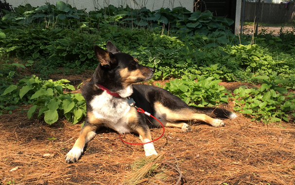 Borrowed dog Pepper, the black, tan, and white Australian kelpie we borrow from friends, enjoys the sunshine amid pine needles in the back yard of your correpondent's Minneapolis home.

Sun, 08 June 2025
