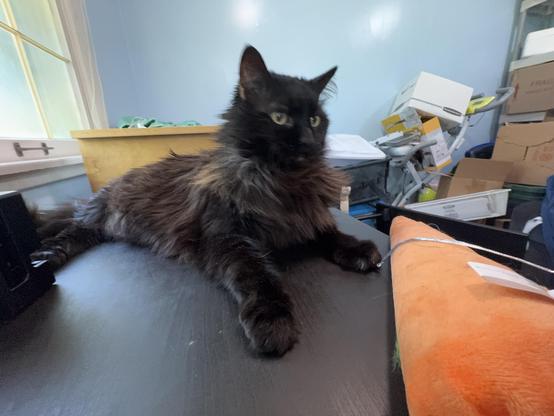 A black cat with a fluffy coat is lying on a dark desk. The background features cluttered boxes and a window, with soft light coming in. An orange object is partially visible near the cat.
