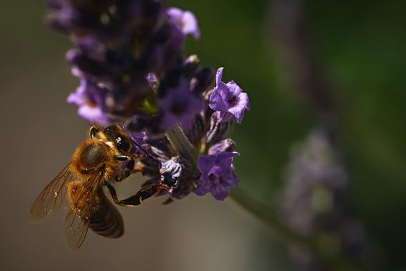 Biene bei der Arbeit an einer Lavendelblüte.