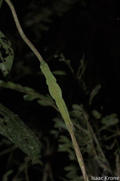 Photo of Anolis punctatus (Amazon Green Anole) by isaac_krone. Attribution: (c) Isaac Krone, some rights reserved (CC BY).