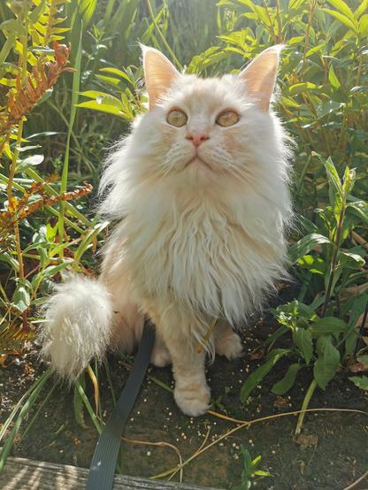A white fluffy cat with pale ginger markings sitting outside, surounded by leafy plants. The cat is looking upwards with large yellow eyes. The scene is illuminated by sunlight from behind.