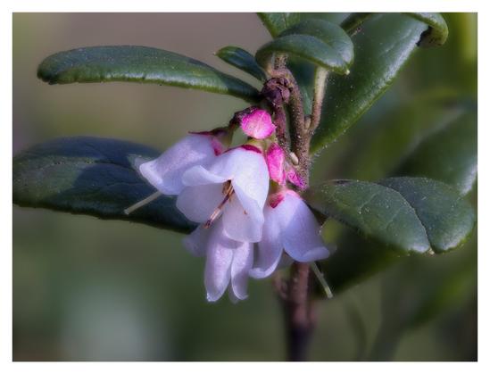 En liggande bild på en blomma, kanske lingon, med mörkgröna blad omkring. Blombladen är vita med lite rosa. Roten till bladen är cerise, tror jag.