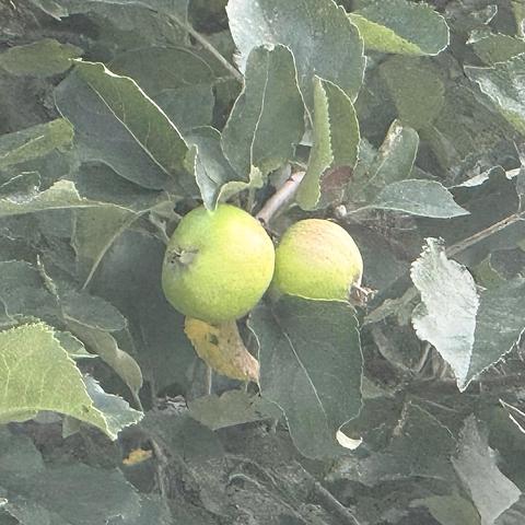 Little green apples on the tree