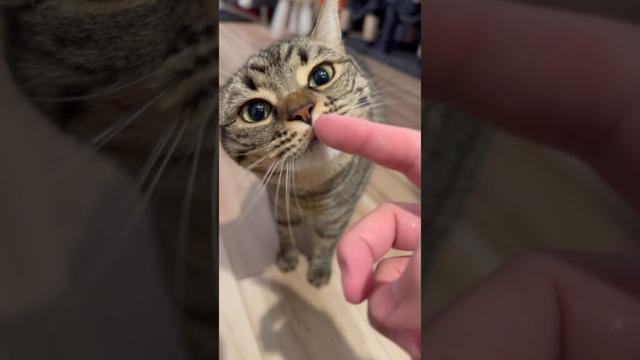 パパとママ帰宅時の猫の反応の違い!? #shorts #猫 #cat