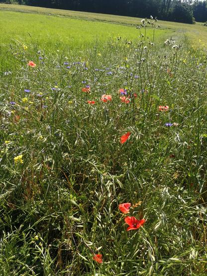 Un bout de pré avec du blé, des coquelicots, des pissenlits, et d'autres fleurs, violettes et jaunes