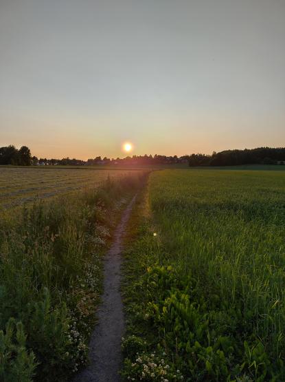 Bilde av en sti gjennom en grønn åker, i solnedgang, sommervær.